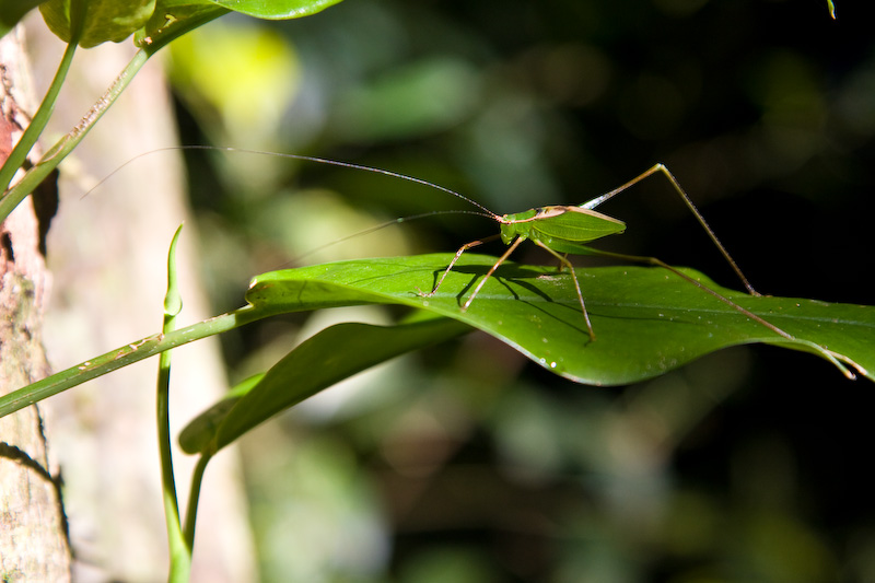 Insect On Leaf